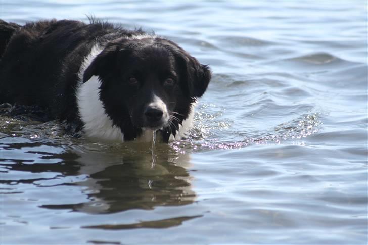 Border collie Vila - R.I.P billede 8