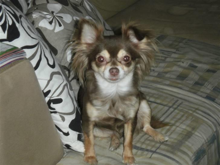 Chihuahua Cleo ( SNS PIA NYBYS CLEO billede 1