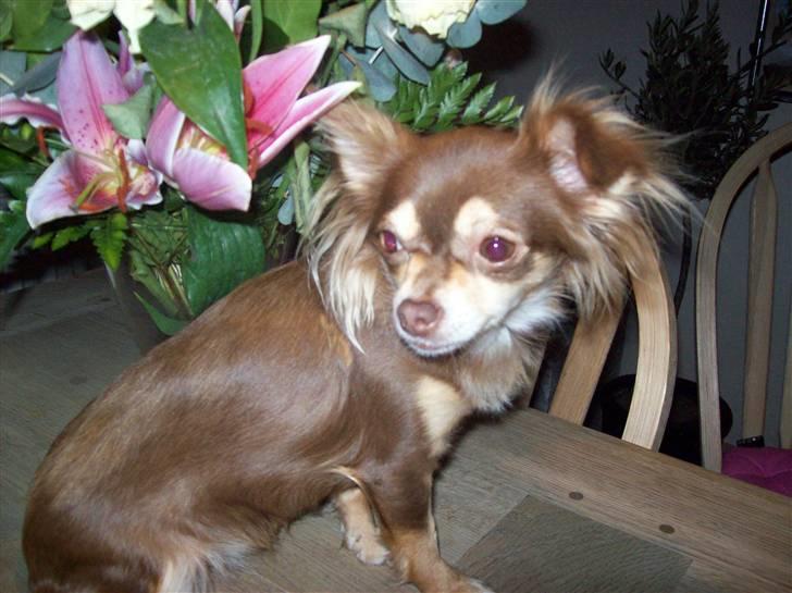 Chihuahua Cleo ( SNS PIA NYBYS CLEO billede 2