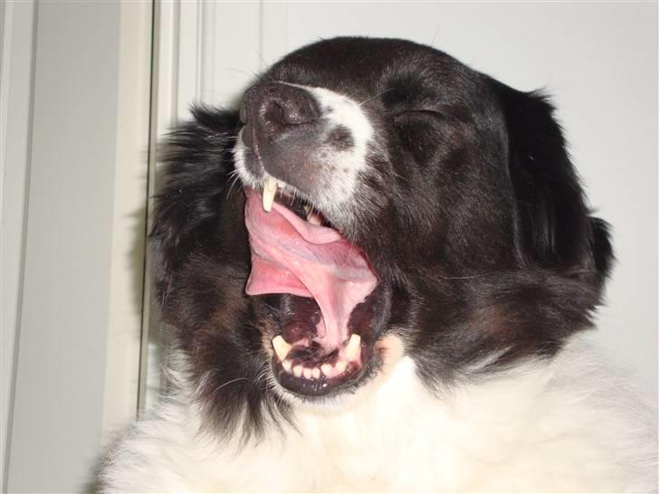 Border collie Vila - R.I.P billede 11