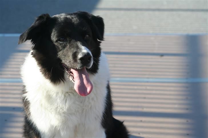 Border collie Vila - R.I.P billede 12