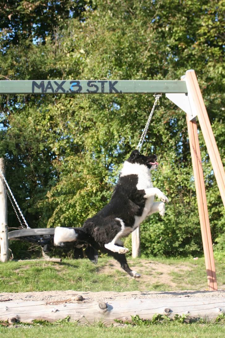 Border collie Vila - R.I.P billede 9