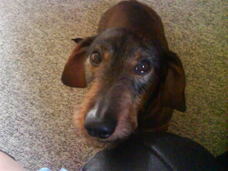 Gravhund Carlo R.I.P billede 1