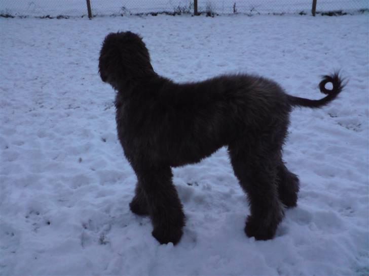 Afghansk mynde Jackson - Sne er dejligt! billede 11