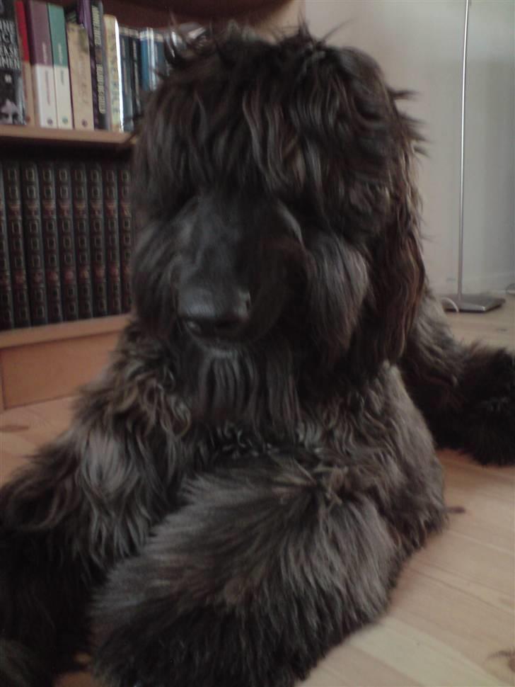 Afghansk mynde Jackson billede 12