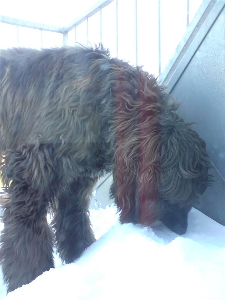 Afghansk mynde Jackson billede 13