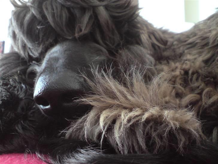 Afghansk mynde Jackson billede 14