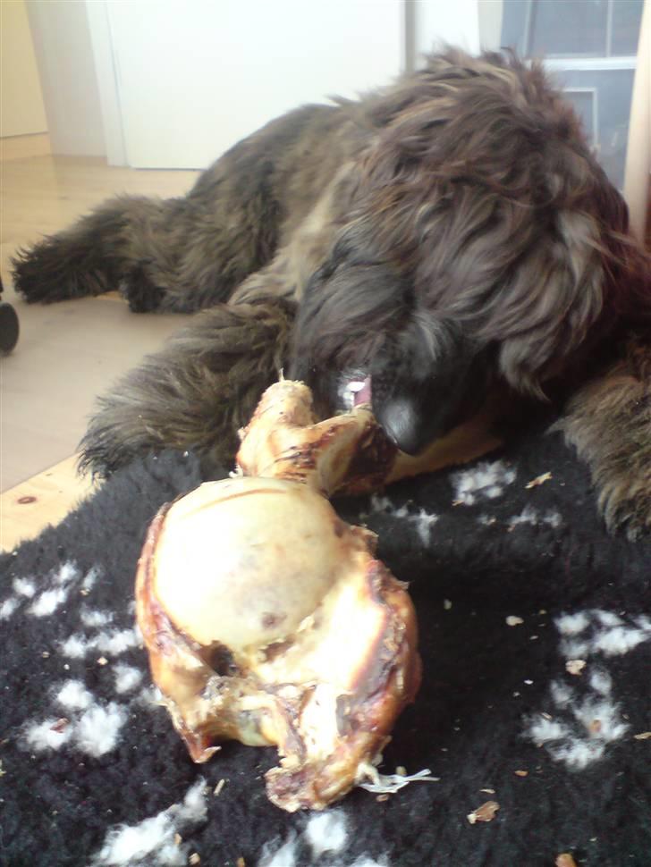 Afghansk mynde Jackson - Så blev man 9 måneder :) billede 15