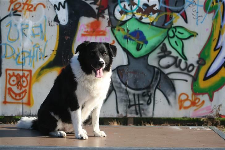 Border collie Vila - R.I.P billede 13