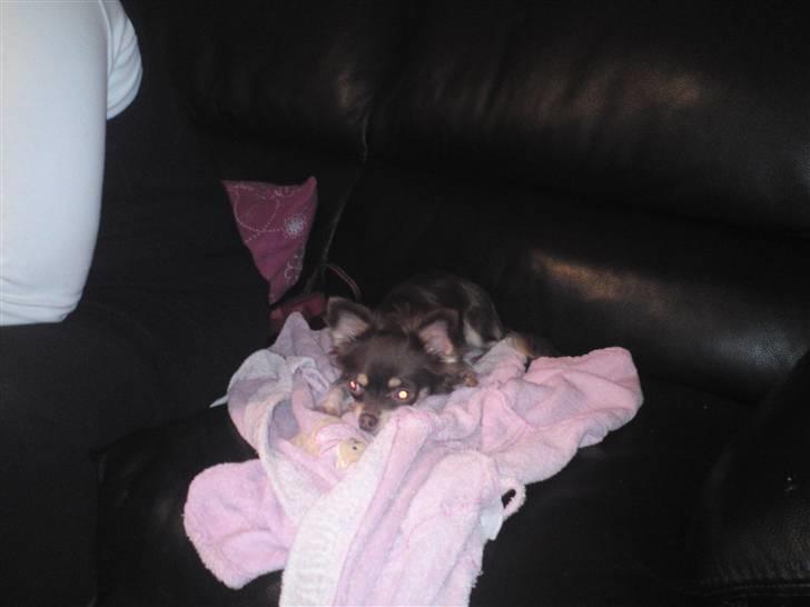 Chihuahua chicco billede 2