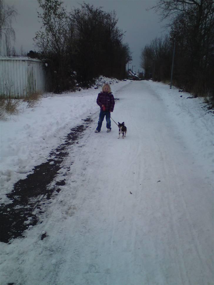 Chihuahua chicco billede 5