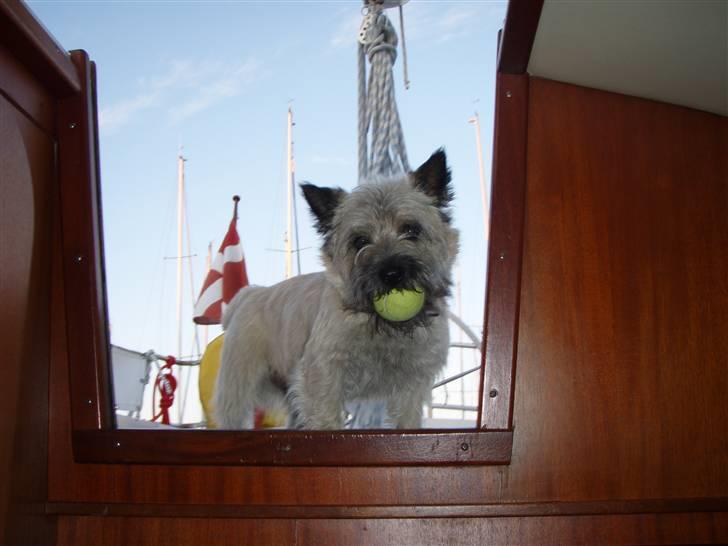 Cairn terrier Max - Man kan godt lege med en tennisbold selvom man er på en båd :) billede 1