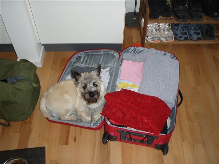 Cairn terrier Max - Jeg vil være sikker på at komme med i sommerhus billede 2