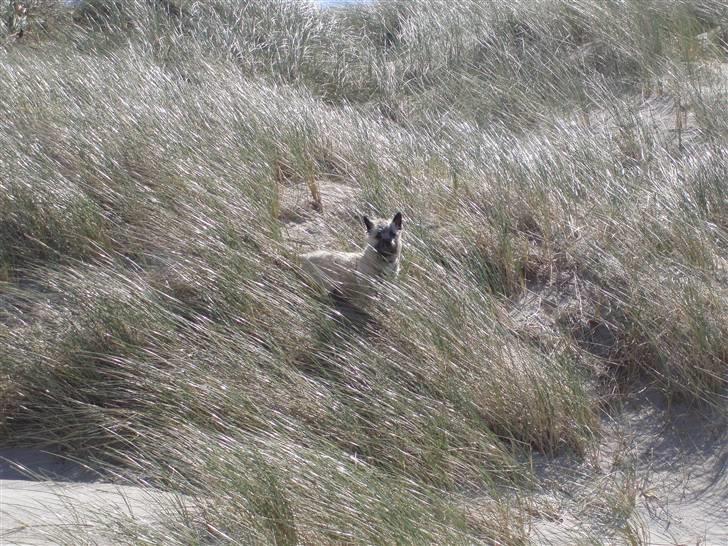Cairn terrier Max - En tur ved vesterhavet - skønt at løbe rundt i kliterne =) billede 3