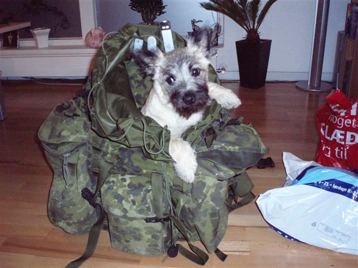 Cairn terrier Max - Skal jeg ikke med?? billede 4