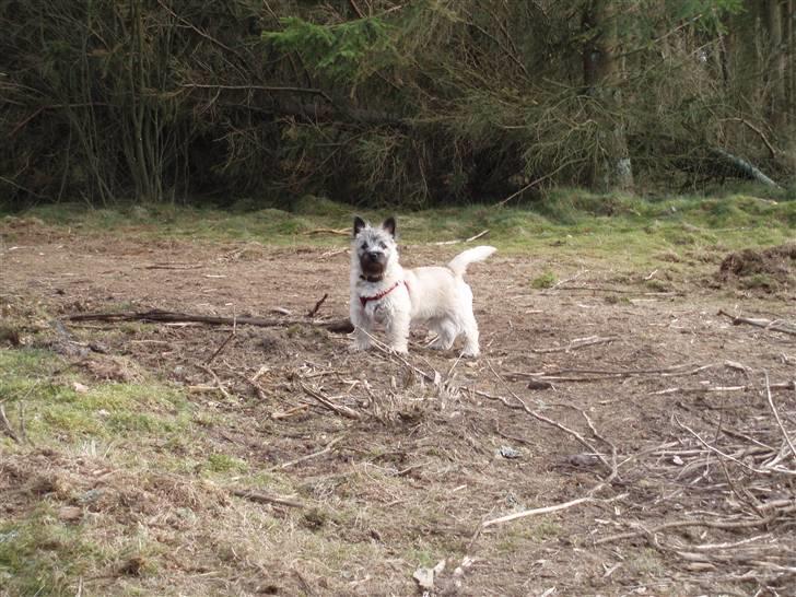 Cairn terrier Max - En tur i hundeskoven billede 5
