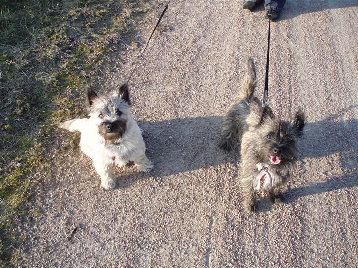 Cairn terrier Max - Max og hans veninde Bella billede 6