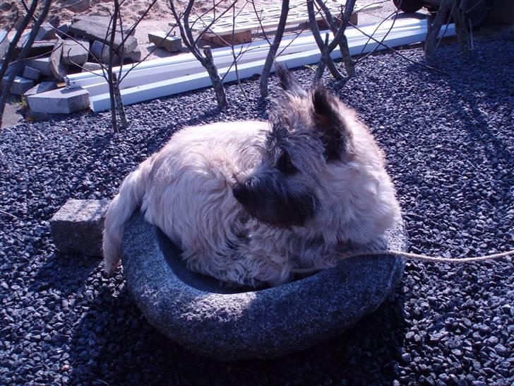 Cairn terrier Max - Dejligt at ligge i fuglebadet billede 7