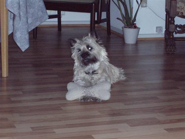 Cairn terrier Max - Se mit ynglings legetøj billede 8