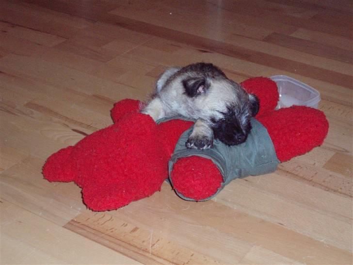 Cairn terrier Max - Det er hårdt at være en legesyg hvalp =) billede 9