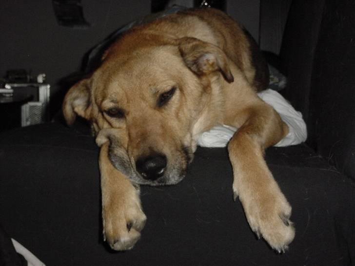 Blanding af racer Sascha billede 1