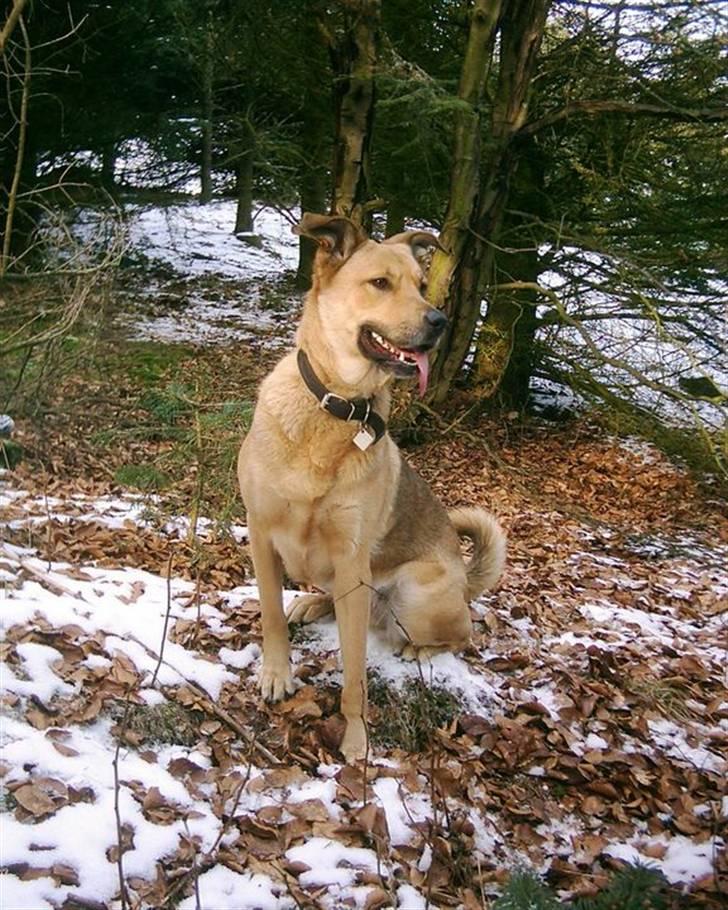 Blanding af racer Sascha billede 2