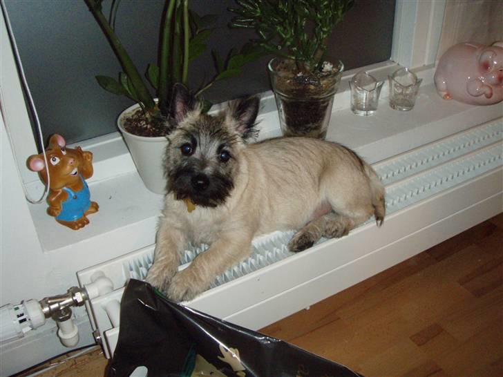 Cairn terrier Max - Dejligt at ligge og få varmen på rediatoren billede 10