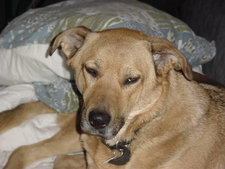 Blanding af racer Sascha billede 3