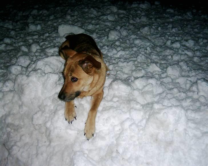 Blanding af racer Sascha billede 4