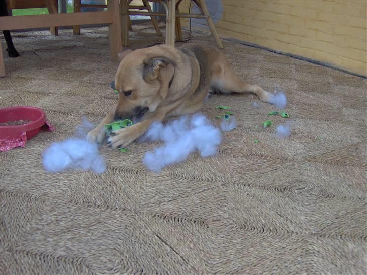 Blanding af racer Sascha billede 5