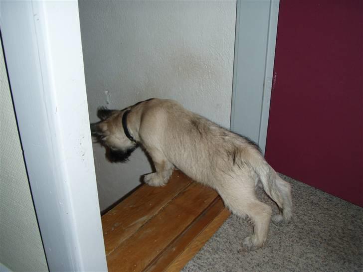 Cairn terrier Max - Uha! jeg tør ikke.. billede 11