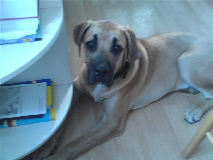 Cane corso Fenris billede 1