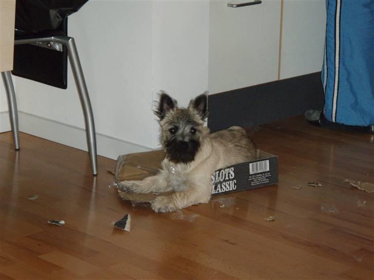 Cairn terrier Max - Hvad?? jeg laver ingenting... billede 12