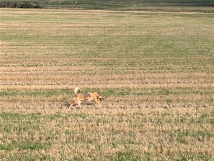 Blanding af racer Sascha billede 6