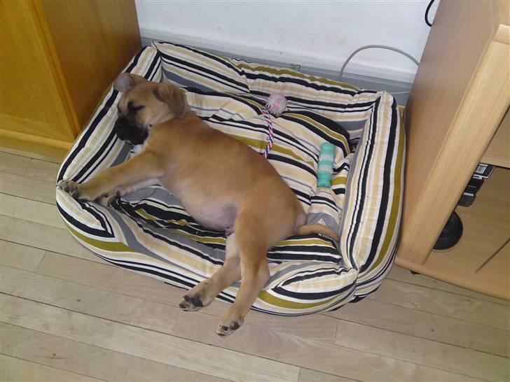 Cane corso Fenris billede 2