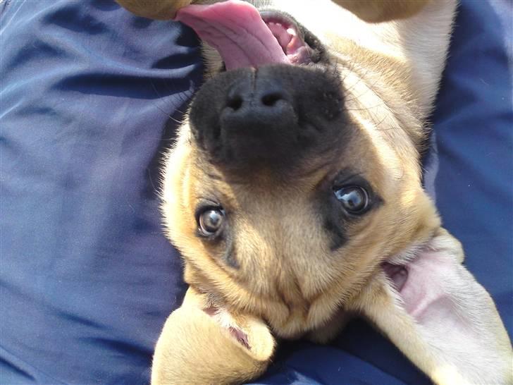 Cane corso Fenris billede 3