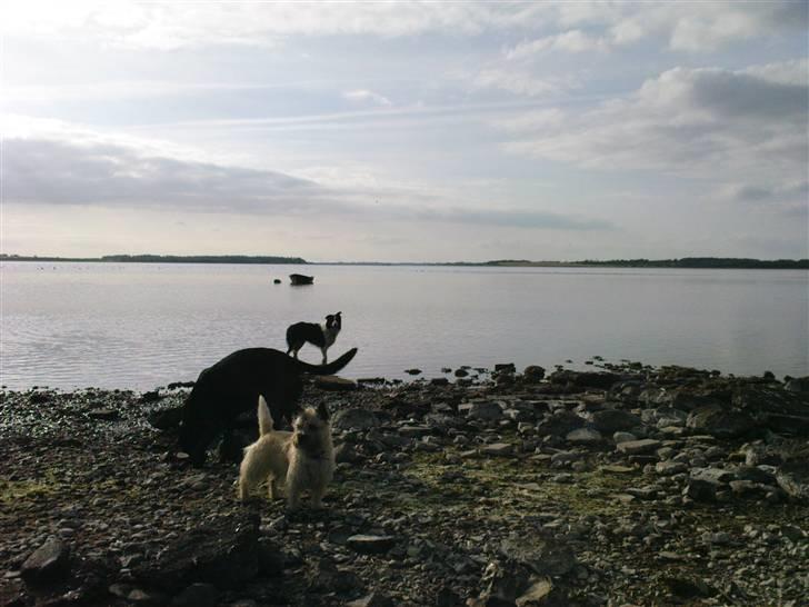 Cairn terrier Max - Mig og mine venner billede 13