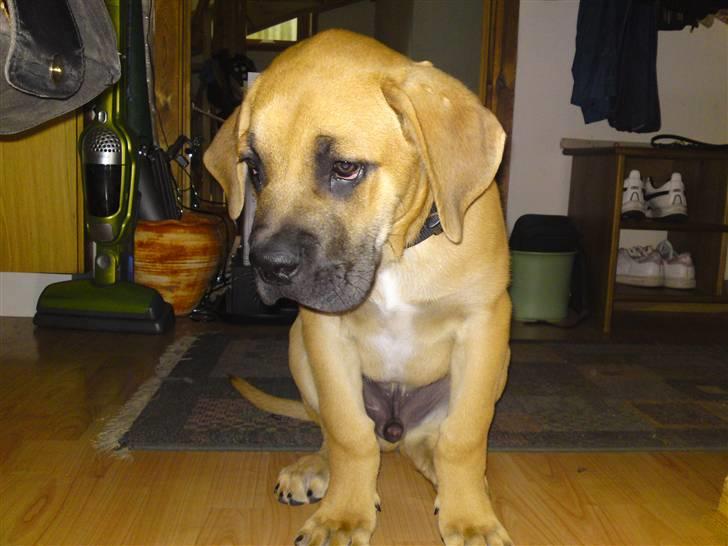 Cane corso Fenris billede 4