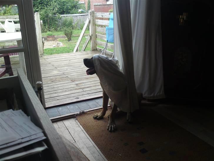 Cane corso Fenris billede 5