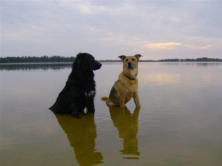 Blanding af racer Sascha billede 7