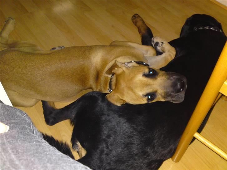 Cane corso Fenris billede 6