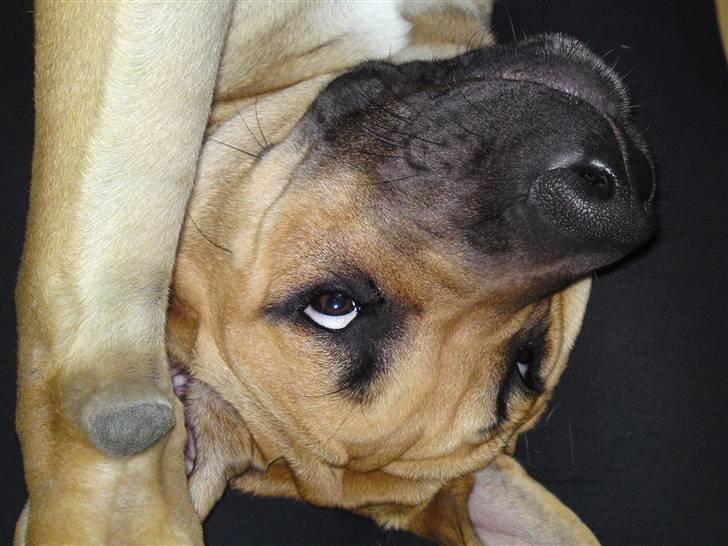 Cane corso Fenris billede 7