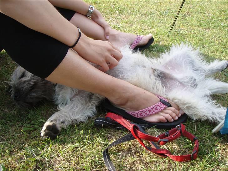 Cairn terrier Max - Der er ikke noget bedre end at blive nusset igennem billede 14