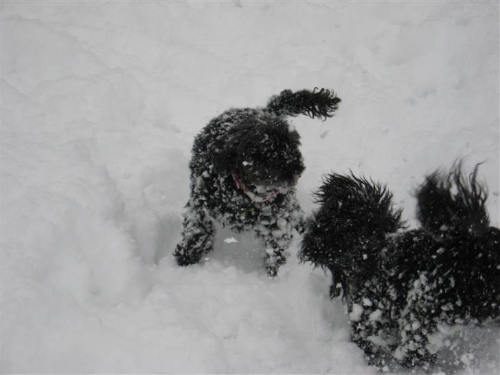 Dværgpuddel Nadja - Leg i sneen 16. dec. 2009. billede 14