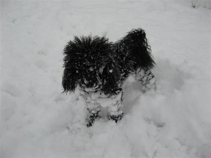 Dværgpuddel Nadja - Sådan skiter en sort hund farve og bliver hvid. Nøj hvor var hun glad for et lunt bad bagefter. billede 15