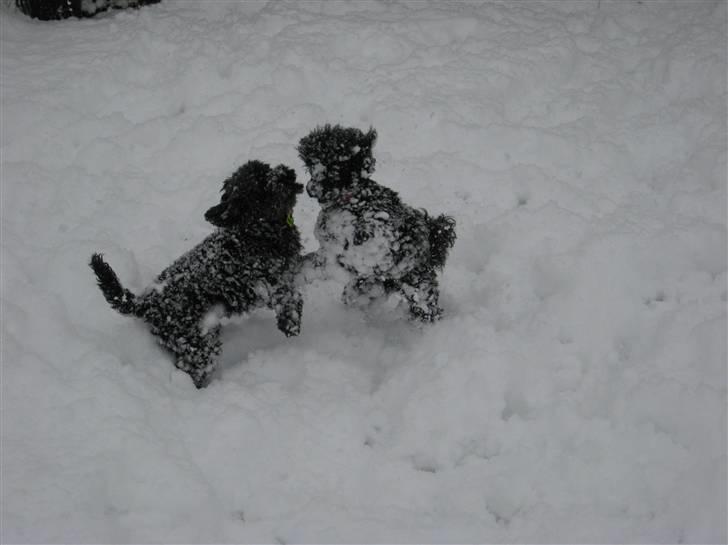 Dværgpuddel Nadja - Leg i sneen 16. dec. 2009. billede 17