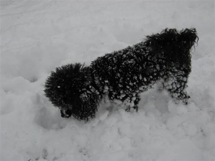 Dværgpuddel Nadja - Leg i sneen 16. dec. 2009. billede 18
