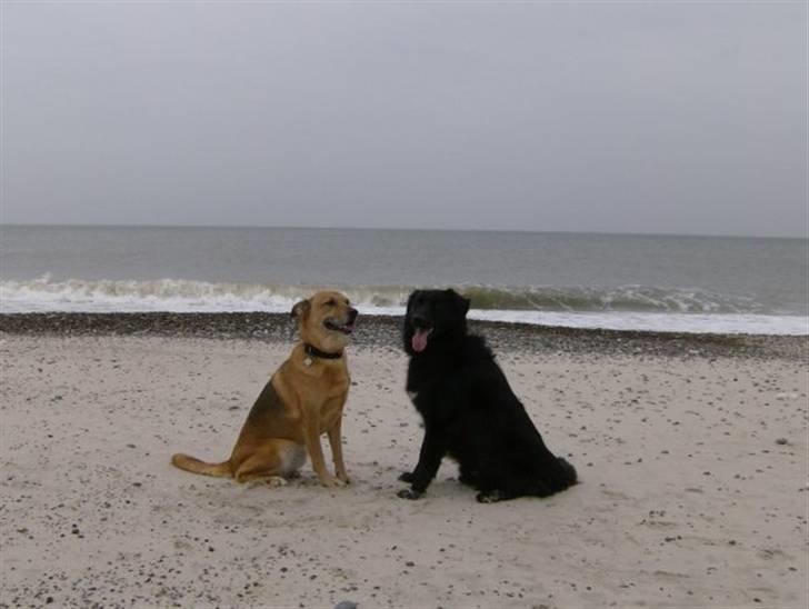 Blanding af racer Yoda billede 2