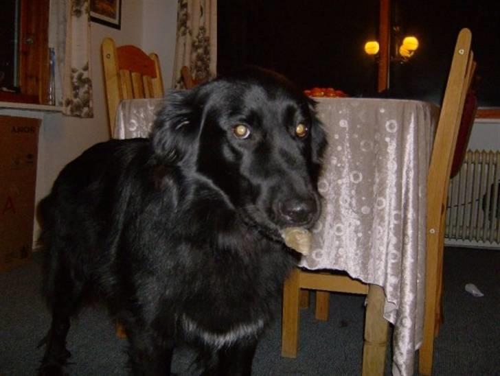 Blanding af racer Yoda billede 3