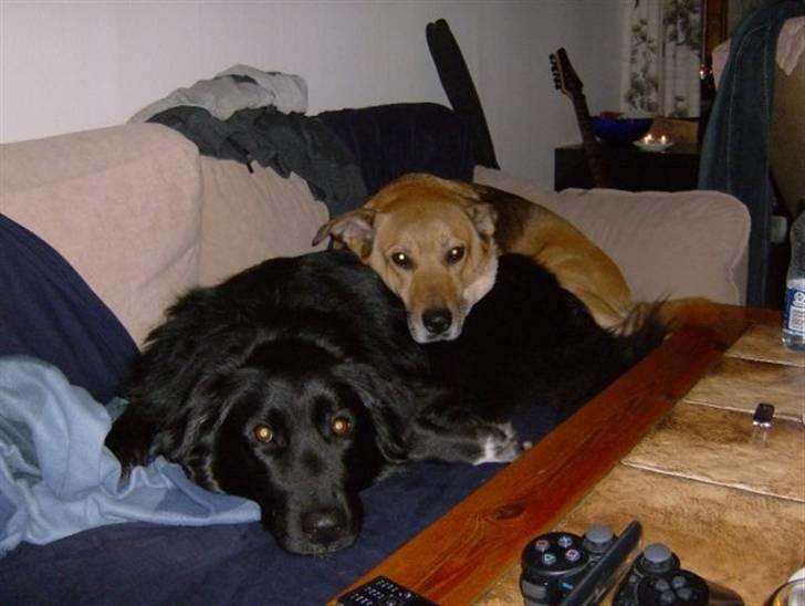 Blanding af racer Yoda billede 4